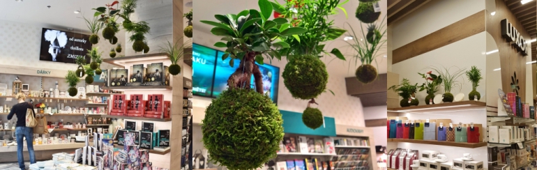 Nově kokedamy zakoupíte v OC Chodov