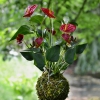 závěsná kokedama Anthurium scherzerianum