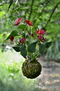 závěsná kokedama Anthurium scherzerianum