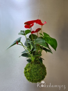 závěsná kokedama Anthurium scherzerianum červená