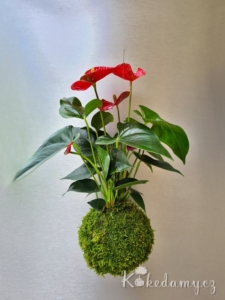 závěsná kokedama Anthurium scherzerianum červená
