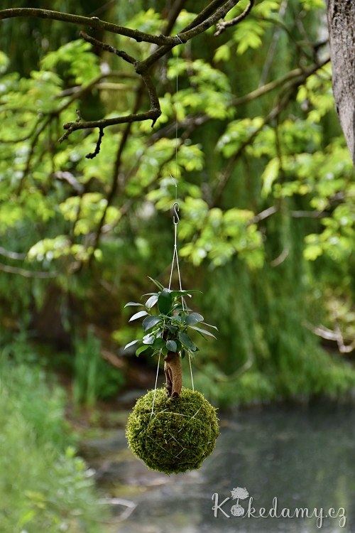 závěsná kokedama Ficus microcarpa Ginseng
