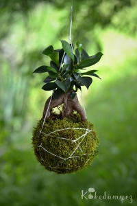 závěsná kokedama Ficus microcarpa Ginseng