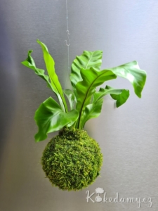 závěsná kokedama Asplenium nidus