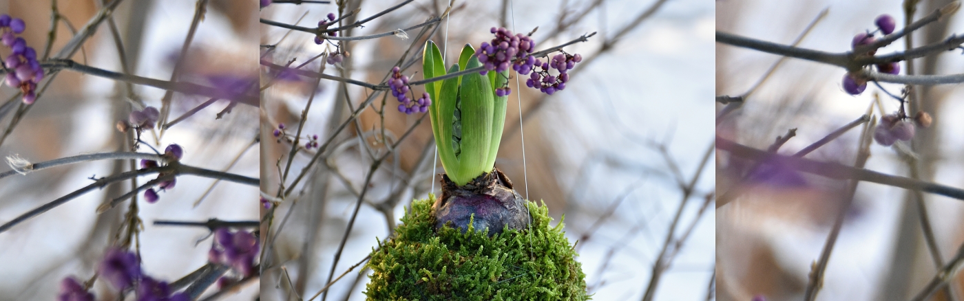 pěstujte rostliny netradičně