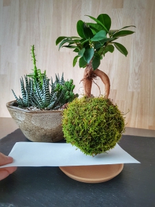 levitující kokedama