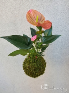 růžová závěsná kokedama Anthurium scherzerianum