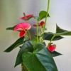 závěsná kokedama Anthurium scherzerianum růžová