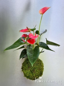závěsná kokedama Anthurium scherzerianum růžová