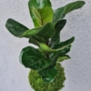 závěsná kokedama Ficus lyrata