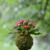 závěsná kokedama kokedama Euphorbia milii